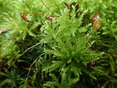 Leucolepis