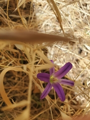 Brodiaea elegans