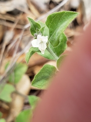 Carlowrightia torreyana