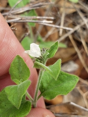 Carlowrightia torreyana