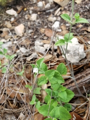 Carlowrightia torreyana