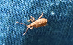 Myllocerina