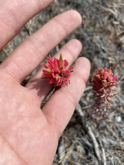 Castilleja angustifolia