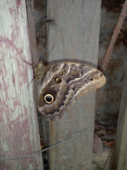 Caligo atreus