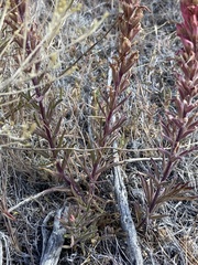 Castilleja angustifolia