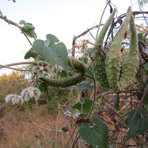How to identify Pergularia daemia (Forssk.) Chiov.