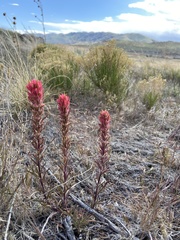Castilleja angustifolia