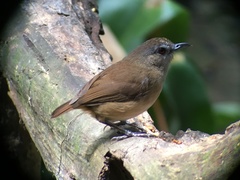 Malacocincla sepiaria