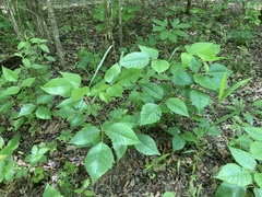 Toxicodendron radicans pubens