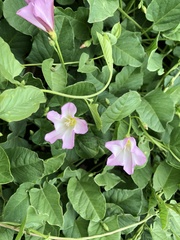 Convolvulus arvensis