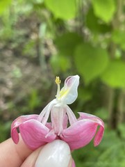 Lamprocapnos spectabilis