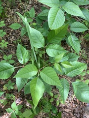 Toxicodendron radicans pubens