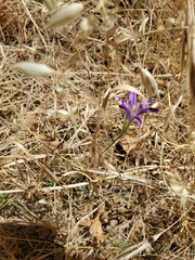 Brodiaea elegans
