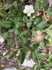 Convolvulus arvensis