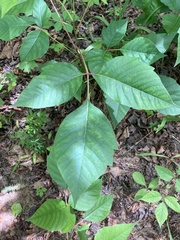 Toxicodendron radicans pubens