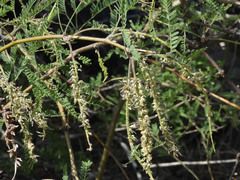 Asphondylia prosopidis