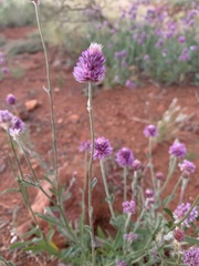 Ptilotus helipteroides