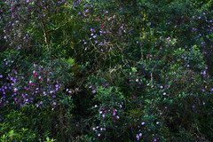 Andesanthus lepidotus