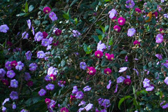 Andesanthus lepidotus