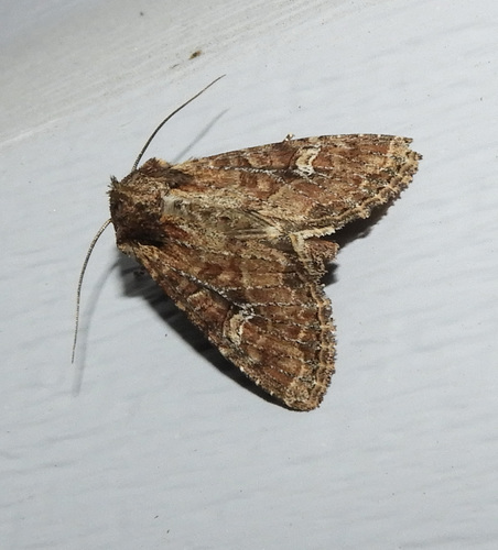 Small Clouded Brindle and Allies photo 4