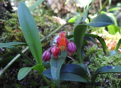 Cyrtochilum rhodoneurum