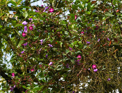 Andesanthus lepidotus