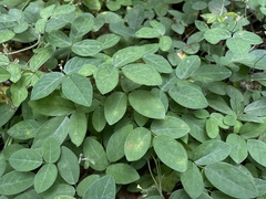 Teramnus labialis