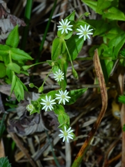 Stellaria littoralis