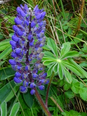 Lupinus polyphyllus polyphyllus
