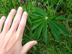 Lupinus polyphyllus polyphyllus