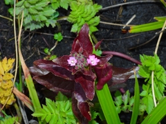 Epilobium ciliatum watsonii