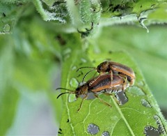 Galerucella calmariensis
