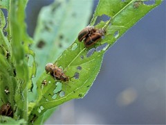 Galerucella calmariensis