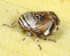 Clastoptera lineatocollis
