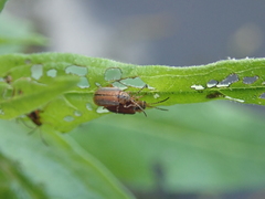 Galerucella calmariensis