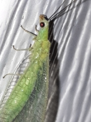 Chrysopa nigricornis