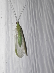 Chrysopa nigricornis