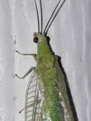 Chrysopa nigricornis