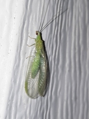 Chrysopa nigricornis