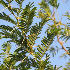 Acacia sieberiana image