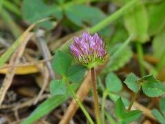 Trifolium barbigerum