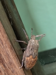 Pentatomoidea