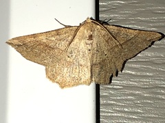 Euchlaena tigrinaria