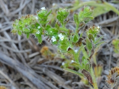 Cryptantha leiocarpa