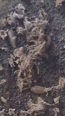 Multicrustacea