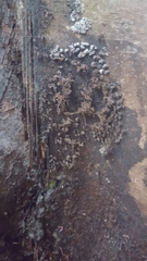 Multicrustacea