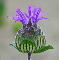 Monardella sinuata nigrescens