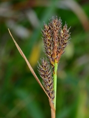 Carex gynodynama
