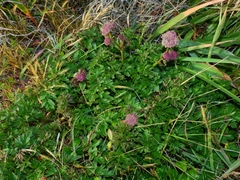 Ligusticum apiifolium