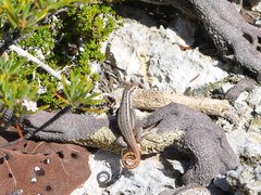 Leiocephalus lunatus